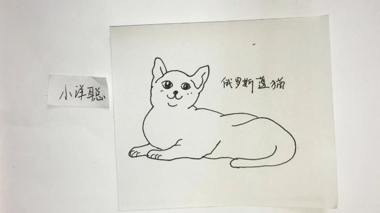 俄罗斯蓝猫简笔画图片