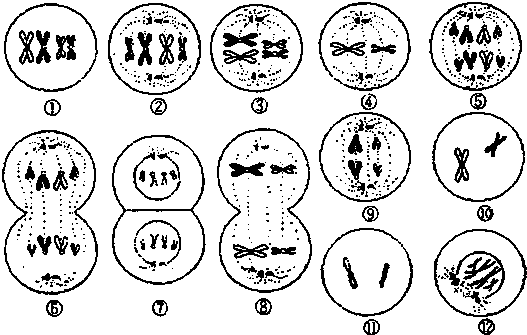 下面是某种哺乳动物细胞进行有丝分裂和减数分裂的部分图象