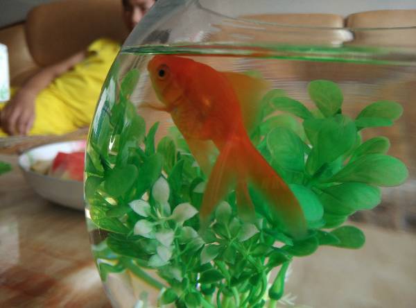 我想请问这样金鱼是怀孕了吗