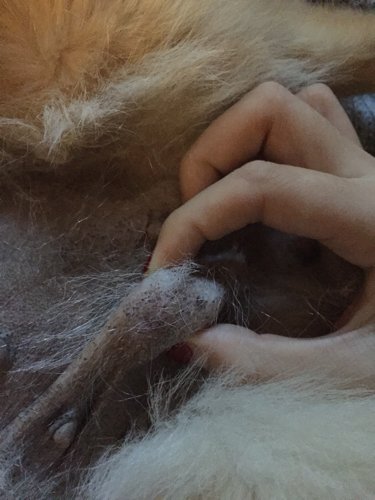 一个乳头下面长了硬块,大概有半个乒乓球大小,我摸狗狗肚肚的时候按