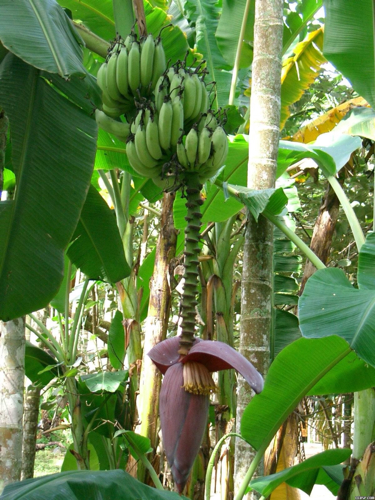 挂满香蕉的香蕉树图片图片