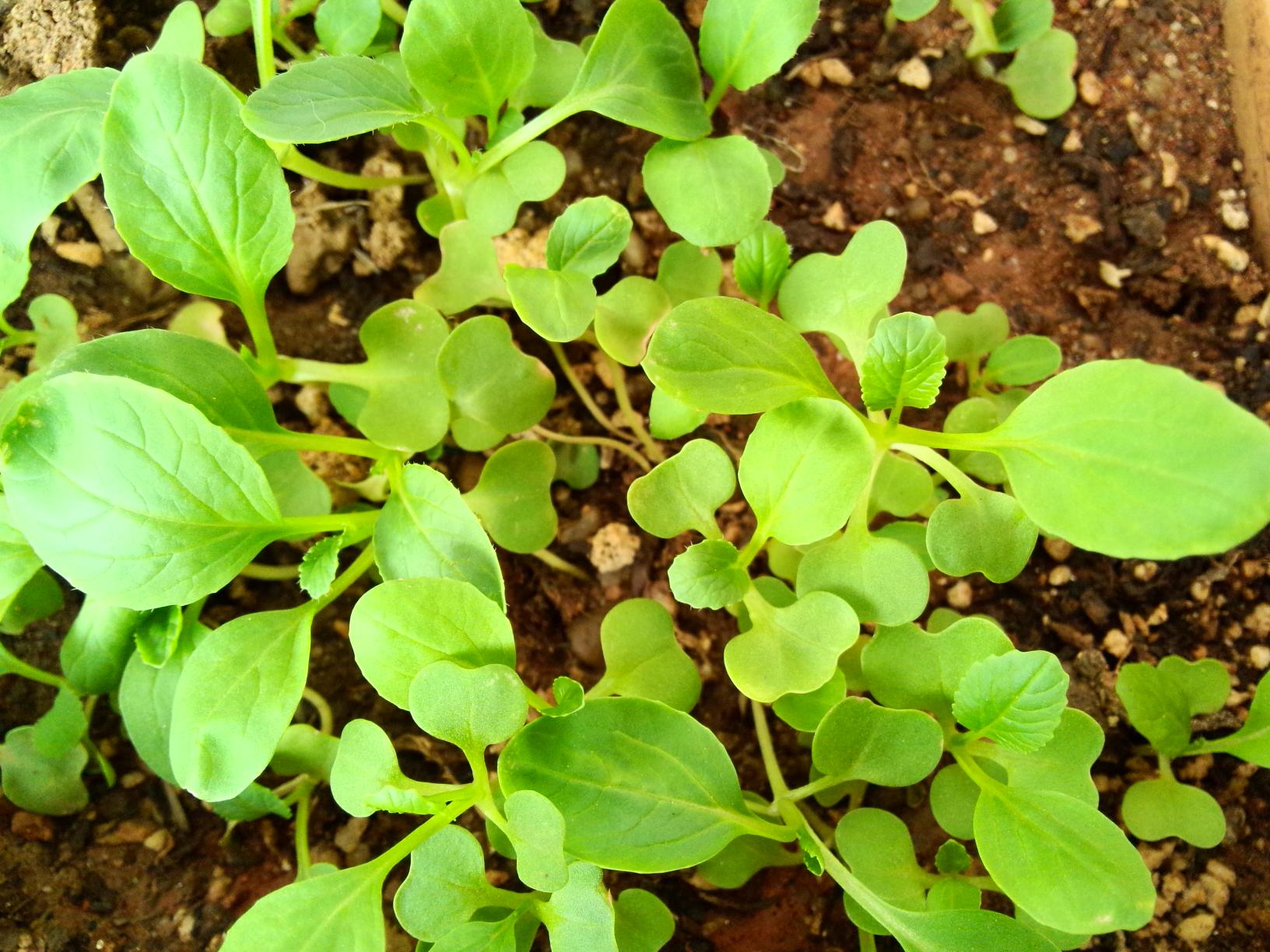 热 精 奶粉罐种菜