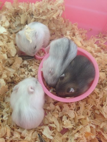 自己家的仓鼠生了一群鼠宝宝,这都是什么品种啊