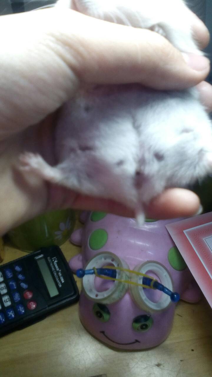 仓鼠怀孕的大肚子的图图片