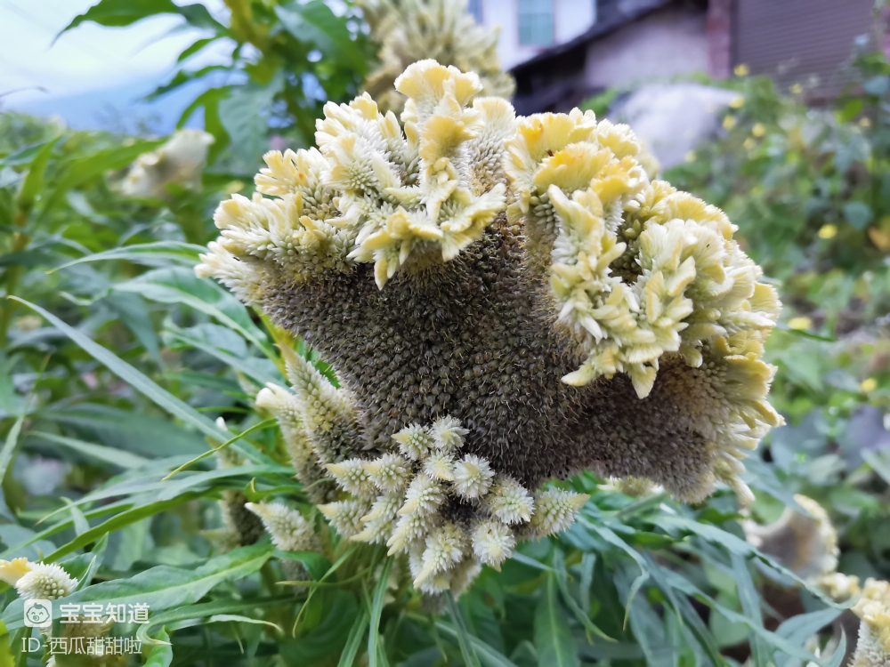 终于见到传说中的白色鸡冠花