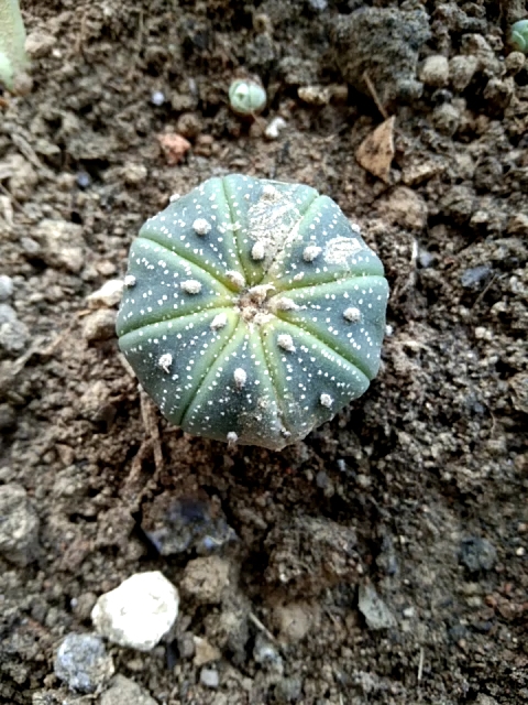 精 [夏日花植]西瓜星兜仙人球