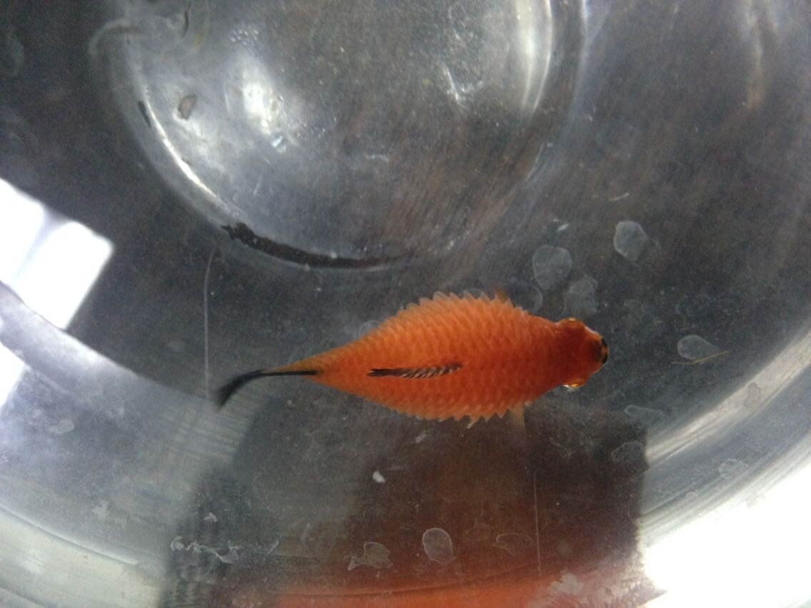 小鱼难产,鱼鳞片都炸开了怎么办?