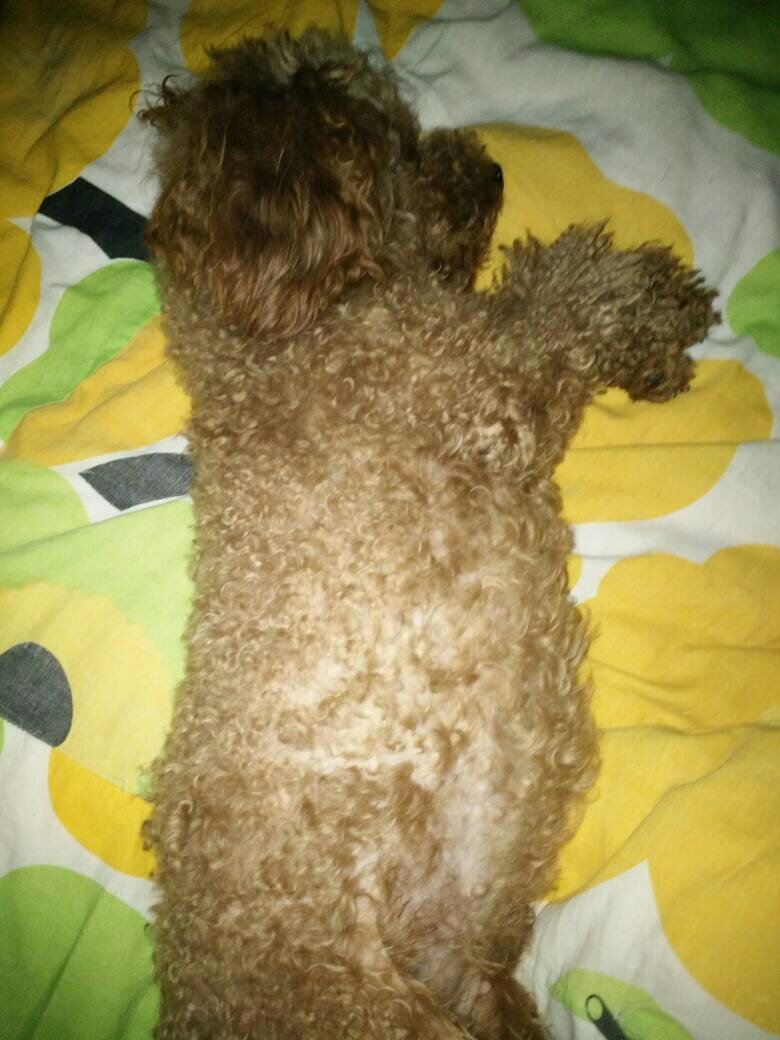 狗狗配狗后三十三天了当时只配了一次现在肚子明显变大很硬,空腹时也