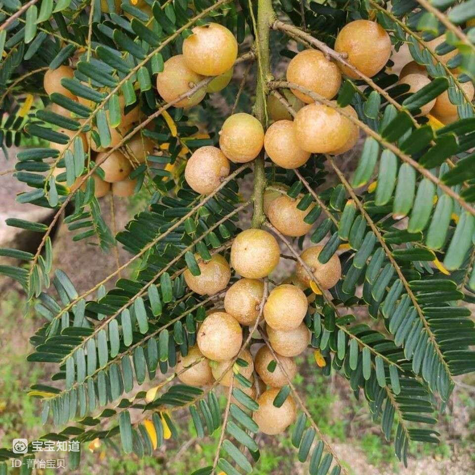 有没有孕妈知道这是什么果子能不能吃