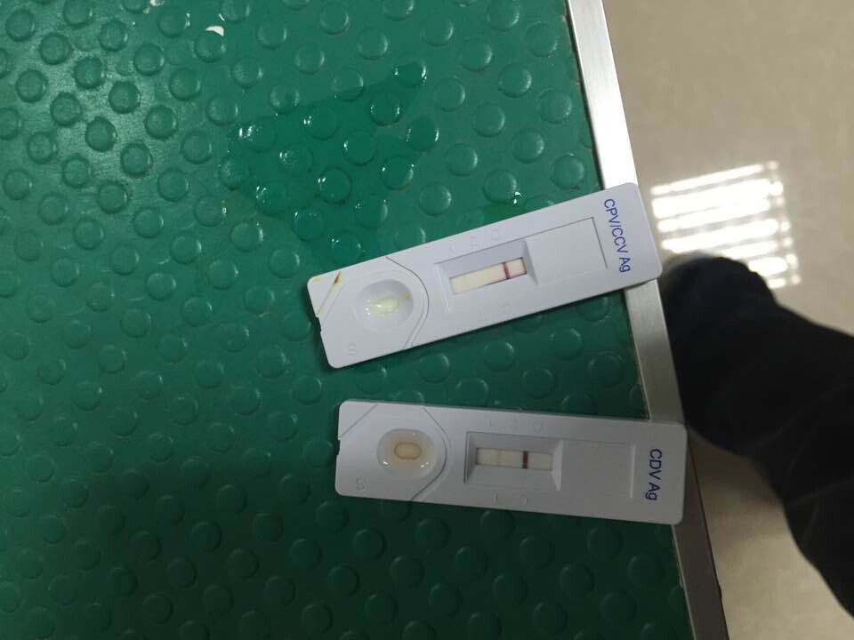 试纸是否说明小狗得了犬瘟及犬冠状?