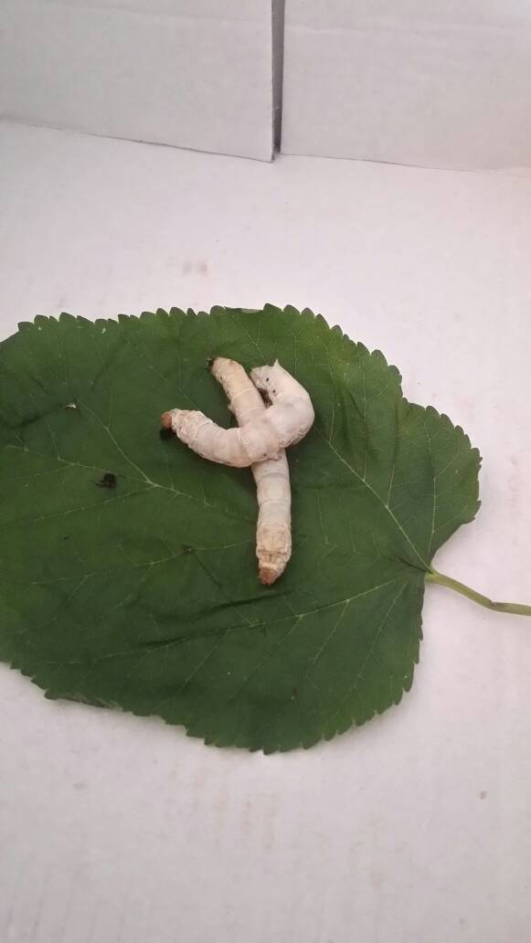 我家蚕宝宝总是仰着头,不吃叶子,2只总是黏在一起,是怎么回是?