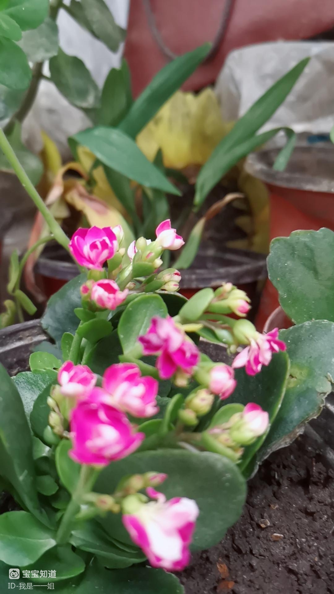 耐旱花卉漂亮耐旱的长寿花