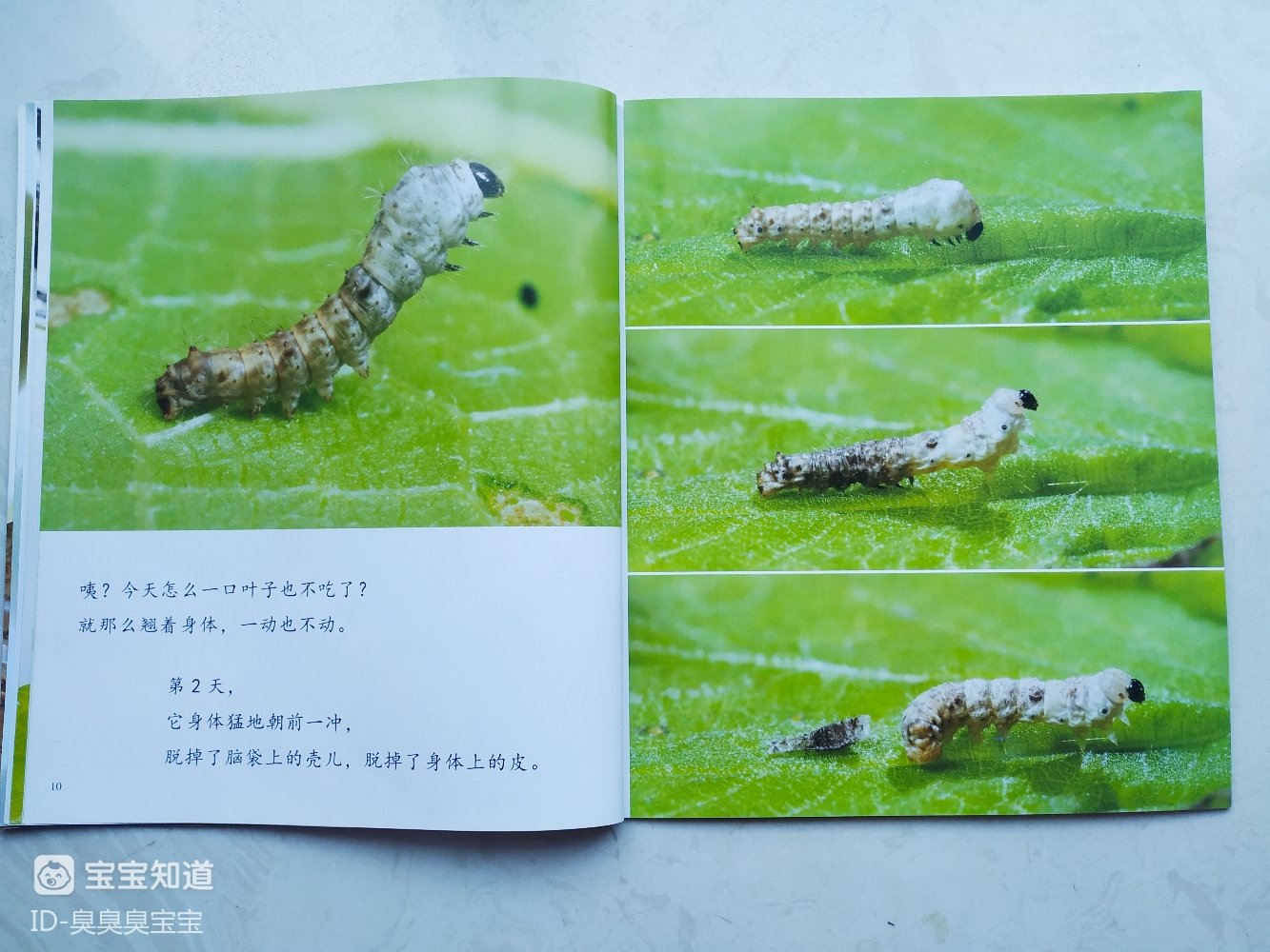 [阅读打卡]蚕宝宝长大了，《诞生了！蚕》解读生命的故事 - 百度宝宝知道