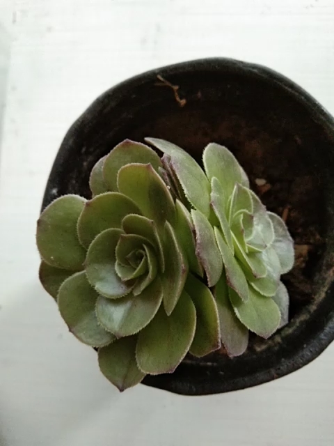 耐旱花卉邵羞法师美美哒耐旱好养