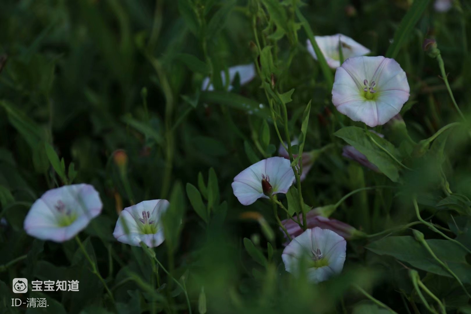每日随拍美丽的田璇花