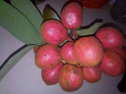 有谁知道这个东东学名叫什么 在江西赣南这边土话叫鸡公卵子,在深山