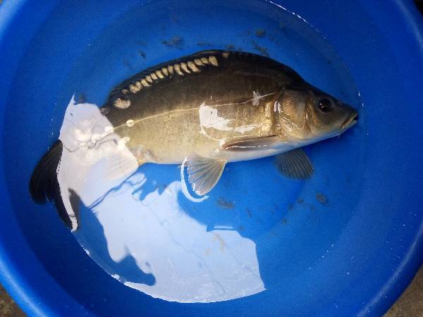 问答 问答首页  为您推荐: 其他回答 这个是鲤鱼和鲫鱼的杂交品种