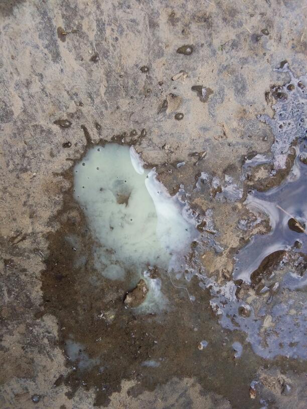 亲 我白带每天都好多次 就是这种颜色 怎么回事啊有异味 每天都要用