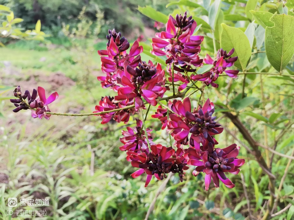 鸡血藤花夏日山上最璀璨的靓丽